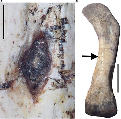 High Blood Flow Into the Femur Indicates Elevated Aerobic Capacity in Synapsids Since the Synapsida-Sauropsida Split